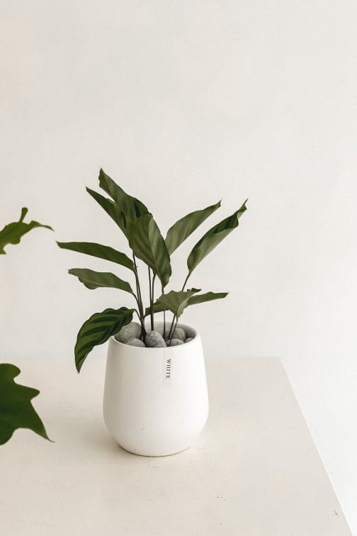 質感植栽-劍尾竹竽|White flower - 白色花藝 WhiteFlower